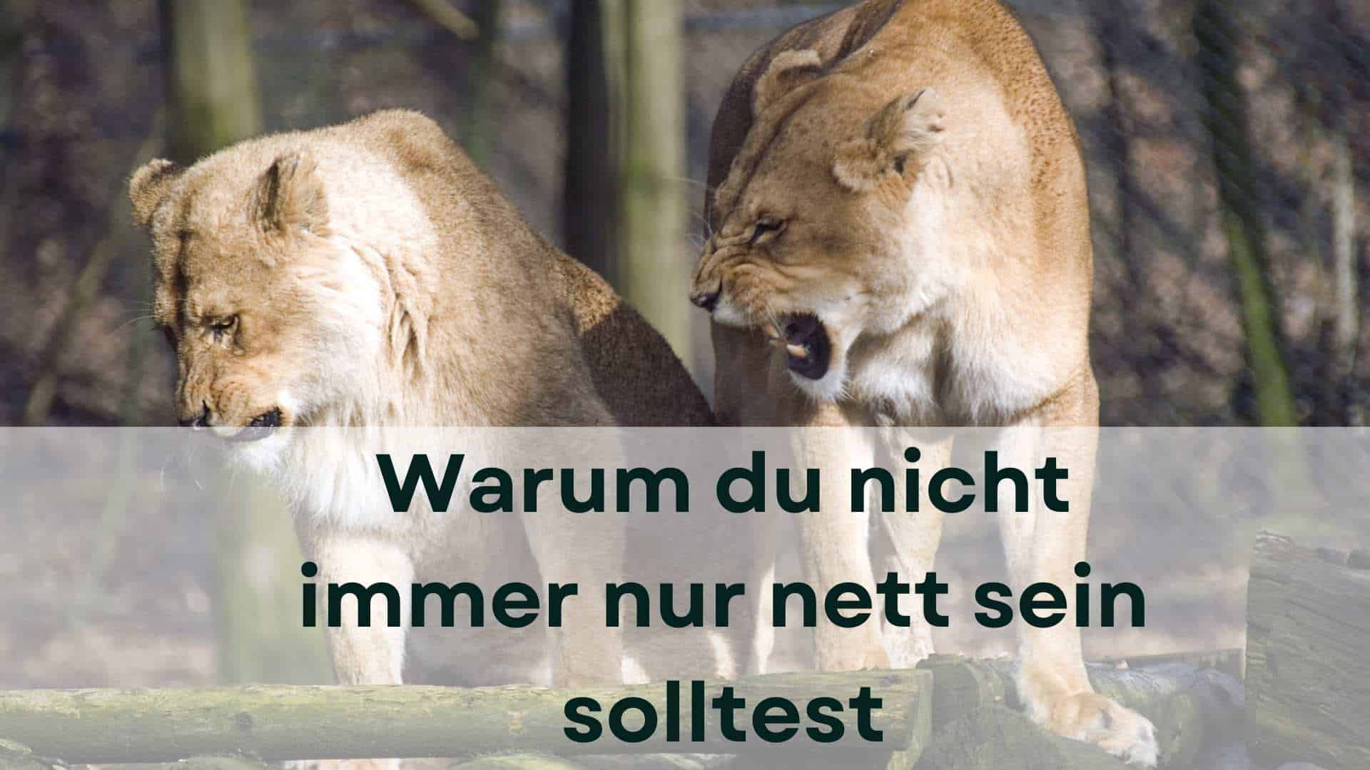 Mehr über den Artikel erfahren Authentizität: Warum du nicht immer nur nett sein solltest